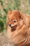SPITZ ALLEMAND 476